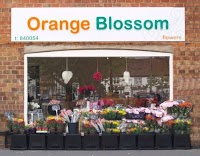 Orange Blossom 1102747 Image 0